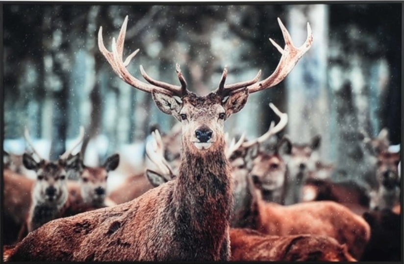 Taulu kehyksillä - Saksanhirvi 90x60 cm Taulu kehyksillä - Saksanhirvi 90x60 cm