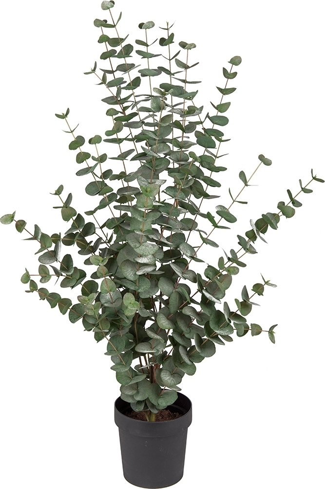 Eukalyptus keinotekoinen kasvi