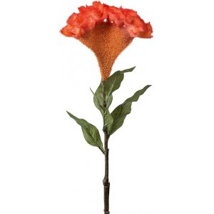 Celosia keinotekoinen kasvi Celosia keinotekoinen kasvi