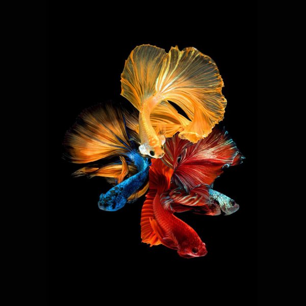 Lasitaulu Fishes nro 2 - 80x80 cm