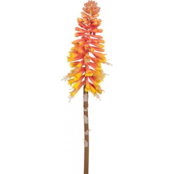Kniphofia keinotekoinen kasvi