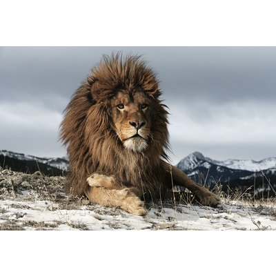 Lion-lasitaulu - 120x80 cm