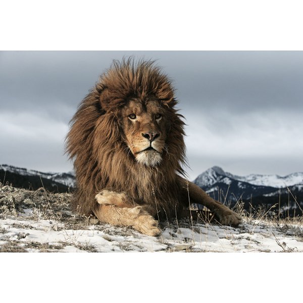 Lion-lasitaulu - 120x80 cm