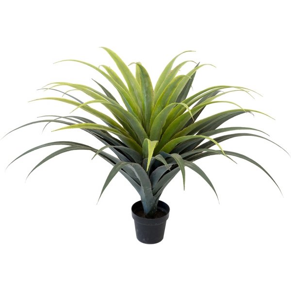 Agave keinotekoinen kasvi