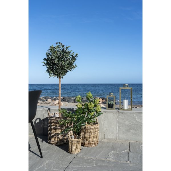 Viikunapuun keinotekoinen kasvi - vihre