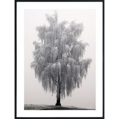 Posterworld - Motif Frosty tree - 70x100 cm