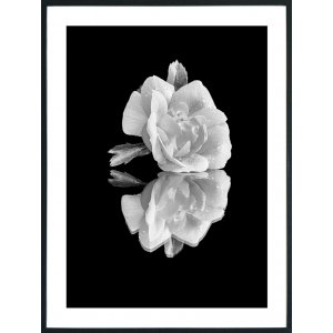 Posterworld - aihe White Rose - 50 x 70 cm