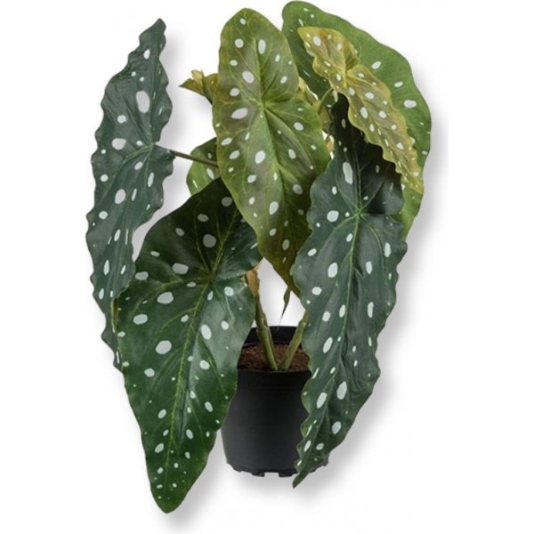 Taimen begonia keinotekoinen kasvi