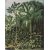 Botanic pipo 100 x 127 cm - Vihre