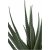 Aloe Vera keinokasvi - K: 51 cm - Vihre