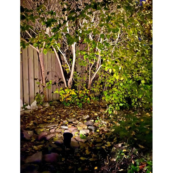 Takavalaisin - musta