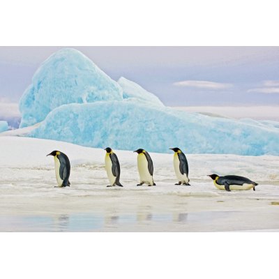 Lasimaalaus - Pingviinit - 120x80 cm