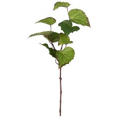 Rexbegonia keinotekoinen kasvi